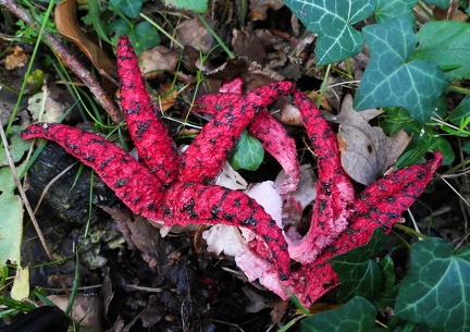 Clathrus archeri