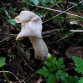 Helvella crispa