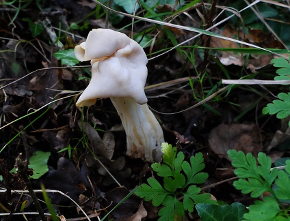 Helvella crispa