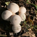 Lycoperdon perlatum