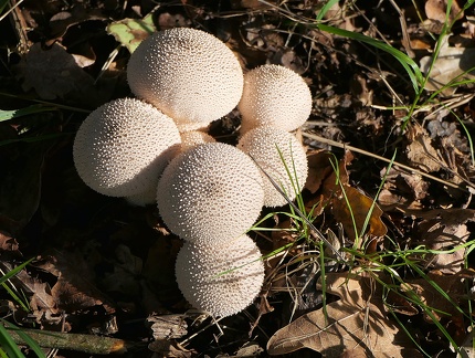 Lycoperdon perlatum