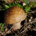 Amanita rubescens