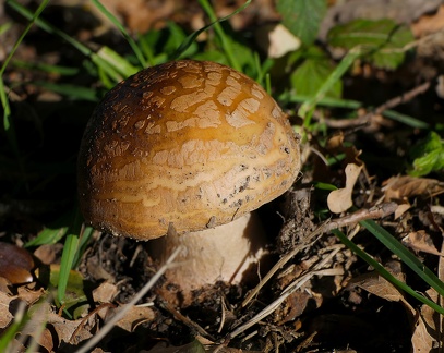 Amanita rubescens