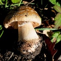 Amanita rubescens