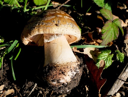 Amanita rubescens