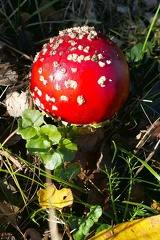 Amanita muscaria