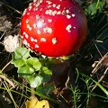 Amanita muscaria