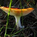 Amanita muscaria