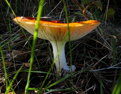 Amanita muscaria