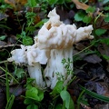 Helvella crispa