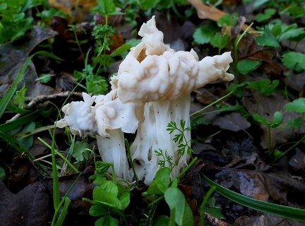 Helvella crispa