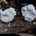 Schizopora radula