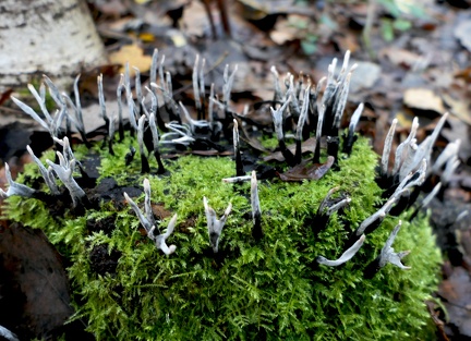 Xylaria hypoxylon