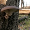 Pleurotus ostreatus