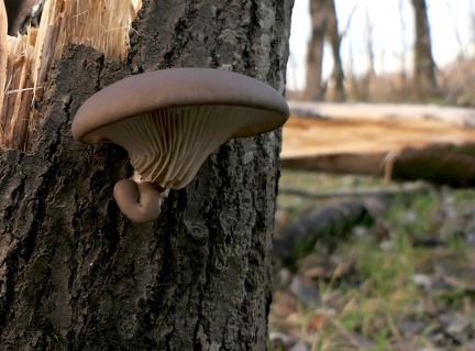 Pleurotus ostreatus