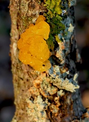 Tremella mesenterica