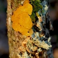 Tremella mesenterica