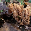Ramaria stricta