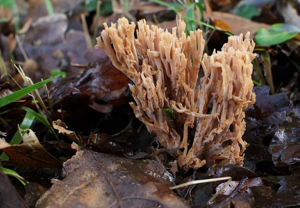 Ramaria stricta