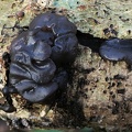 Exidia truncata