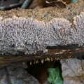 Phlebia rufa