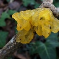 Tremella mesenterica-1