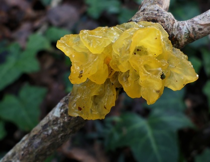 Tremella mesenterica-1