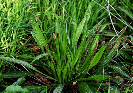 Plantago lanceolata-1