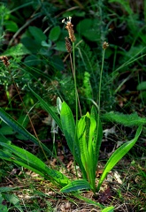 Plantago lanceolata-2