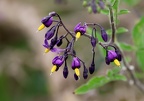 Fleurs