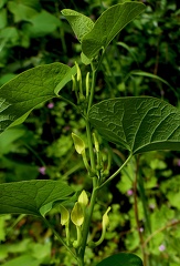Aristolochia clematitis-2
