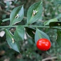 Ruscus aculeatus-1