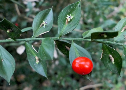 Ruscus aculeatus-1