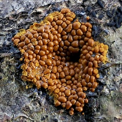 Myxomycètes