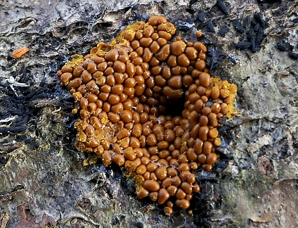 Trichia scabra