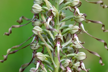 Himantoglossum hircinum-3