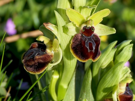 Ophrys aranifera-2