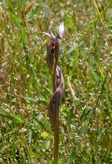 Serapias parviflora-2