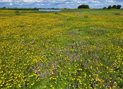 Des milliés de fleurs