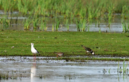 Oiseaux divers