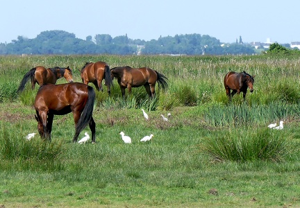 Chevaux en liberté