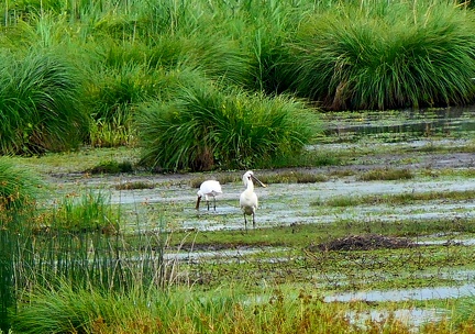 Touradons de laîche paniculée