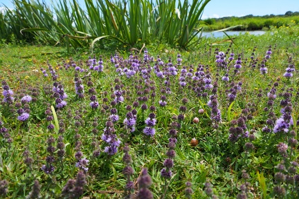 Mentha pulegium