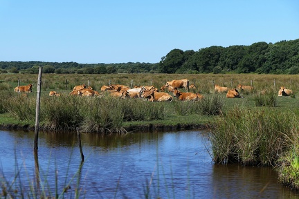 Troupeau de vaches