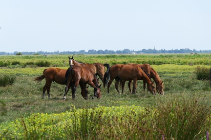 Chevaux en liberté