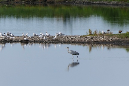 Observatoire des oiseaux