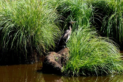 Touradons de laîche paniculée