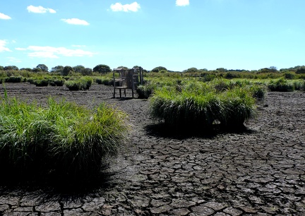 Touradons de laîche paniculée