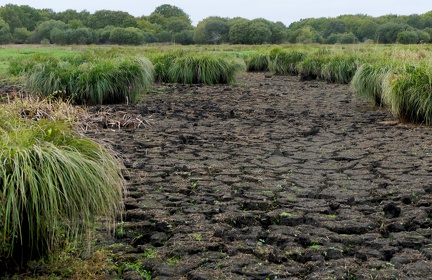 Touradons de laîche paniculée