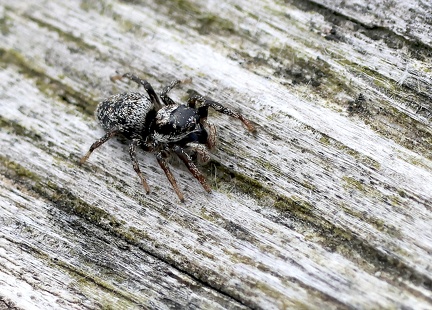Salticus scenicus